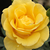 Galben - Trandafir pentru straturi Floribunda - Goldbeet
